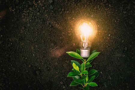 Plants that have bulbs are energy saving concepts.の写真素材
