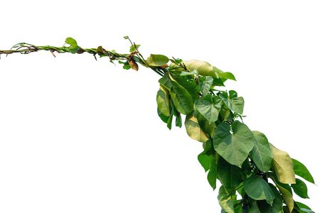 The vine with green leaves twisted separately on a white background.の写真素材
