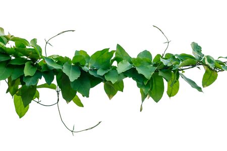 The vine with green leaves twisted separately on a white background.の写真素材