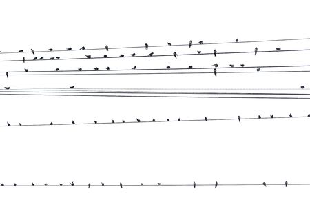 Birds on a wire on a white backgroundの写真素材