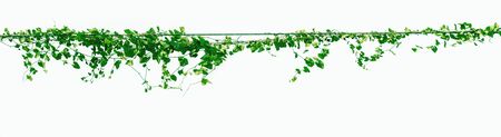 The vine with green leaves twisted separately on a white background.の写真素材