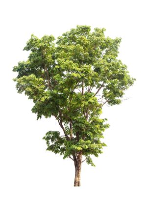The tree looks beautiful, isolated on a white background.の写真素材