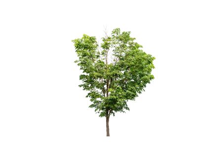 The tree looks beautiful, isolated on a white background.の写真素材