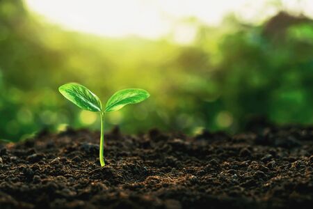 The growth of plants on the soil that has soft sunlight in the morning.の写真素材