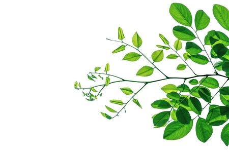Twigs with beautiful green leaves isolated on a white background.の写真素材