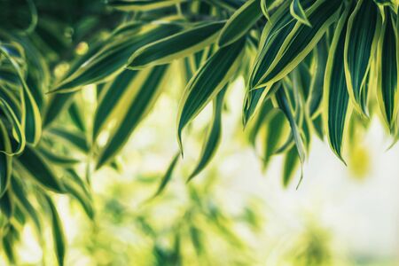 Twig with beautiful green leaves, blurred nature backgroundの写真素材