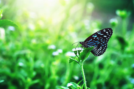 Butterflies are sucking nectar from pollen in the morning