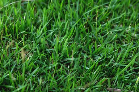 The texture of green grass for the backgroundの写真素材