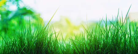Close-up grass photos There is a beautiful blur background. And mild sunlightの写真素材