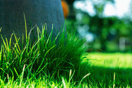 Close-up grass photos There is a beautiful blur background. And mild sunlightの写真素材