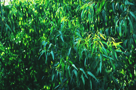 Eucalyptus Leaves, Twig, Eucalyptus Trees