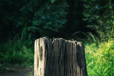Old tree stumps that decay by time