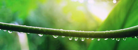 Water droplets that are attached to the plants after the rainの写真素材