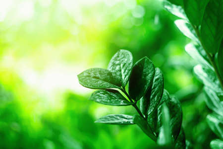Green leaves on a blurred green background in the garden with a copying area used as a natural green plant background.の写真素材