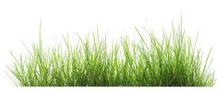 Green grass, isolated on a white backgroundの写真素材