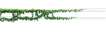 Vine on a pole on a white backgroundの写真素材
