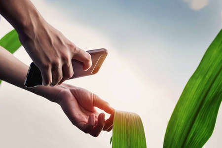 Modern farmers use smartphones to check corn leavesの写真素材