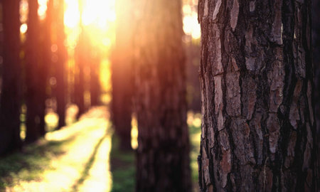 Beautiful forest with many trees, sunlight shines through.