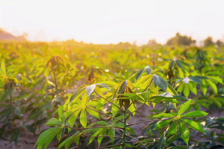 Farmers' cassava plantation There is a soft sunlight in the evening.の写真素材
