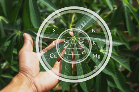 A farmer examining the leaves of a plantの写真素材