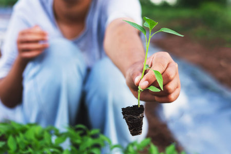Farmers hold saplings to prepare for planting in the gardenの写真素材