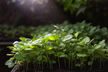Farmer's seedlings planted in planting traysの写真素材