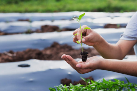 Farmers hold saplings to prepare for planting in the gardenの写真素材