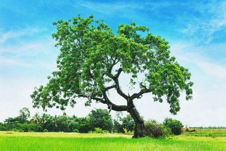 Trees that grow on high hills, sky background