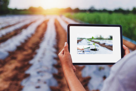 farmers are using Smart phone to inspect agricultural plotsの写真素材