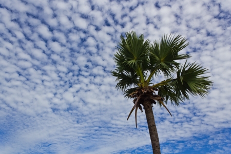 Sugar Palm Treeの写真素材