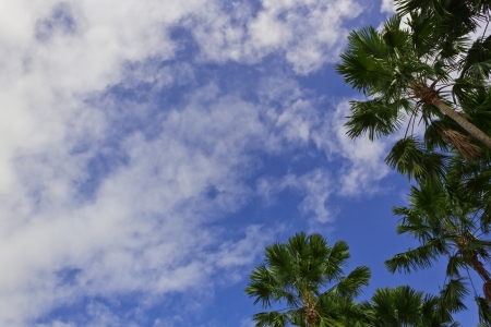 High Trees on the Background of Sky.の写真素材