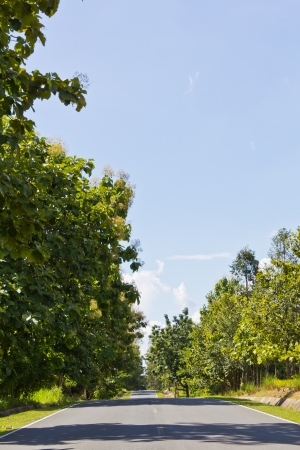 Long Shady Road in a Bright Day.の写真素材