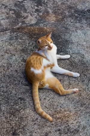 Cat uses its Leg Scratching at Chin の写真素材