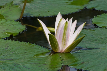 Light Pink Petals of Lotus in the Pool.の写真素材