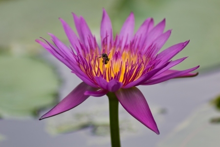 Purple Petals blossom Lotus in the Pool.の写真素材