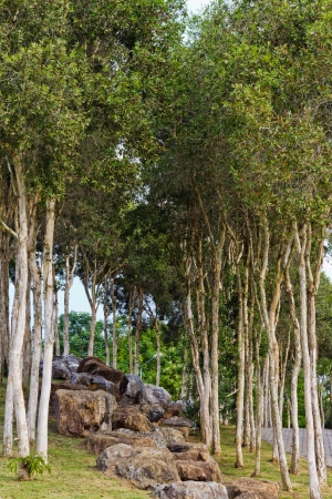 Rocky Way in the Public Gardenの写真素材