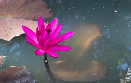 Closeup Detail of Pink Siam Lotus in the Pond の写真素材