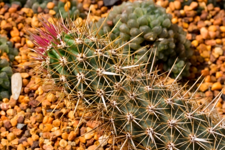 Closeup Cactus in Details and Patterns  の写真素材