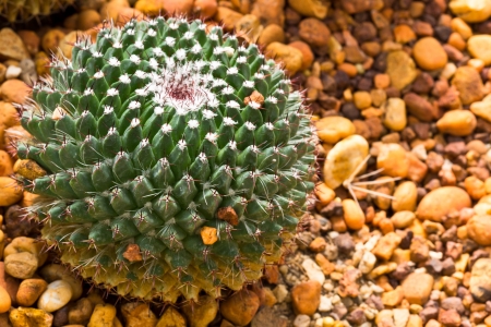 Ball Sphere Cactus on the Rocky Ground の写真素材