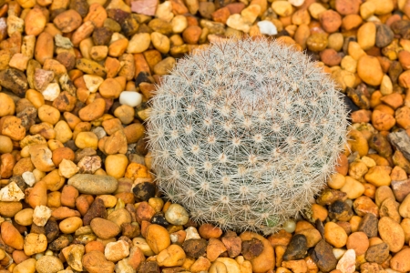 Ball Sphere Cactus on the Rocky Ground の写真素材