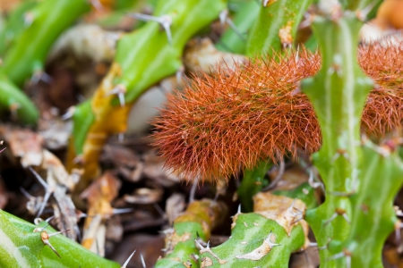 Thorny Cactus in the Botanic Garden.の写真素材
