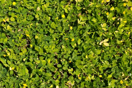 Beautiful Parterre in the Public Garden の写真素材