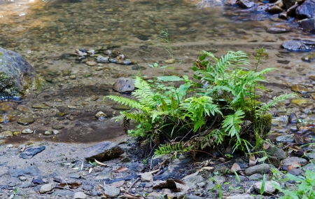Fern grow on the Canal's Bank.の写真素材