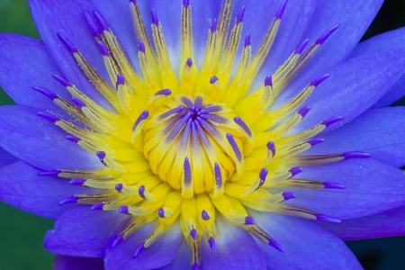 Closeup Shot of Blue Lotus in Details of Petals and Pollens.の写真素材