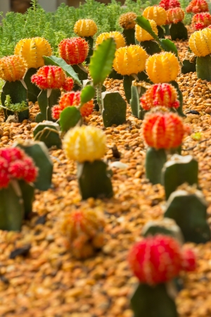 Plenty of Colorful Cactus in the Botanic Garden.の写真素材