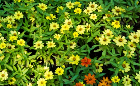 Yellow Cosmos in the Public Garden.の写真素材