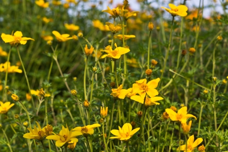Beautiful Yellow Cosmos in the Public Garden の写真素材
