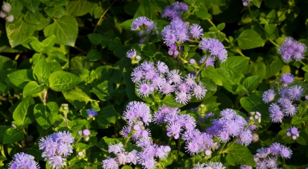 Many Pink Flowers in the Public Gaden の写真素材