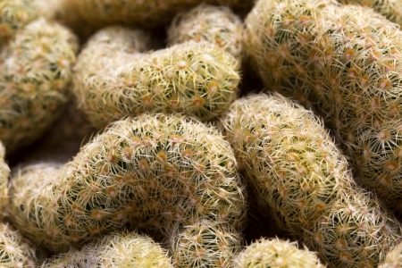 Closeup Shot of Hairy Cactusの写真素材