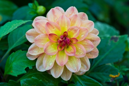 Single Flower of Orange Chrysanthemum after Watering in the Garden.の写真素材
